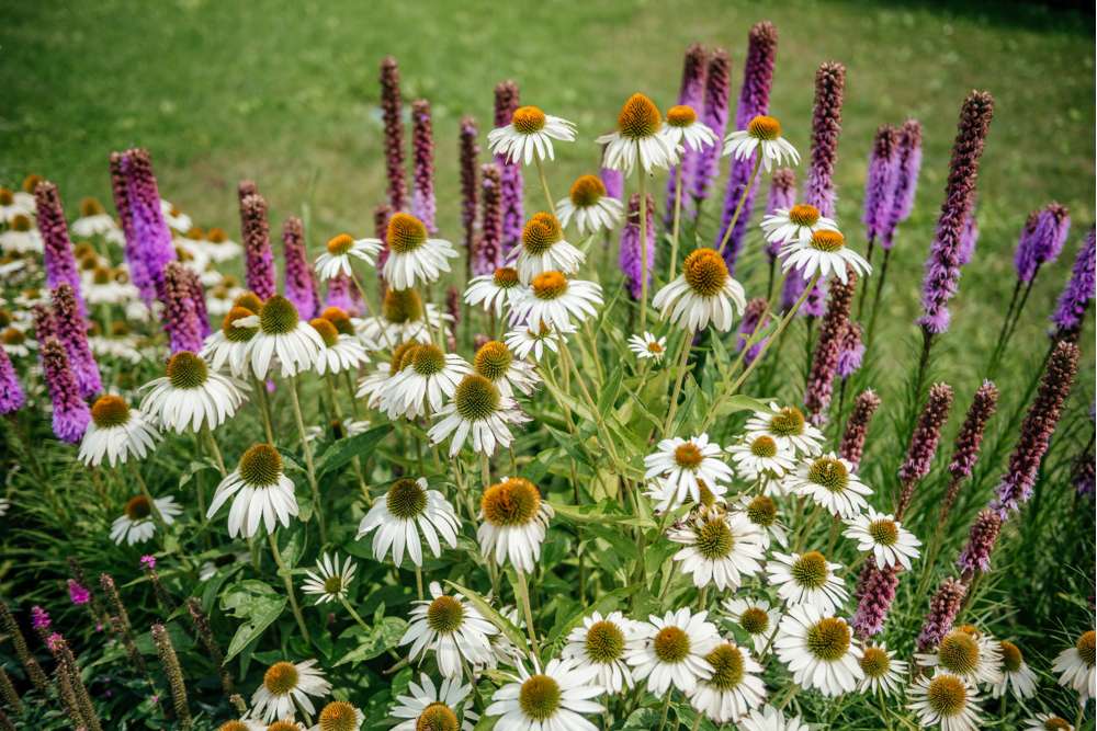 Röd solhatt 'White Swan'